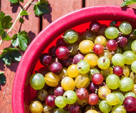 Growing Gooseberries And Currants Fafard