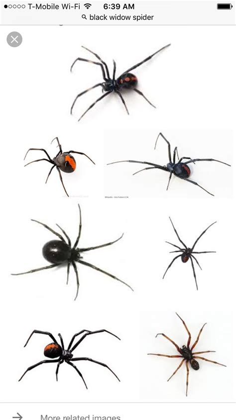 Black Widow Spiders On White Background