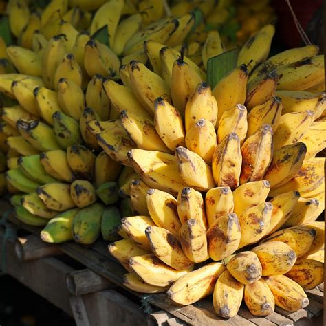 Salah Satunya Kecamatan Grabag Inilah 5 Daerah Penghasil Buah Pisang