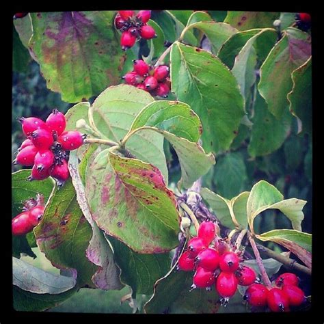 Dogwood tree fruit | Garden inspiration, Dogwood trees, Plants