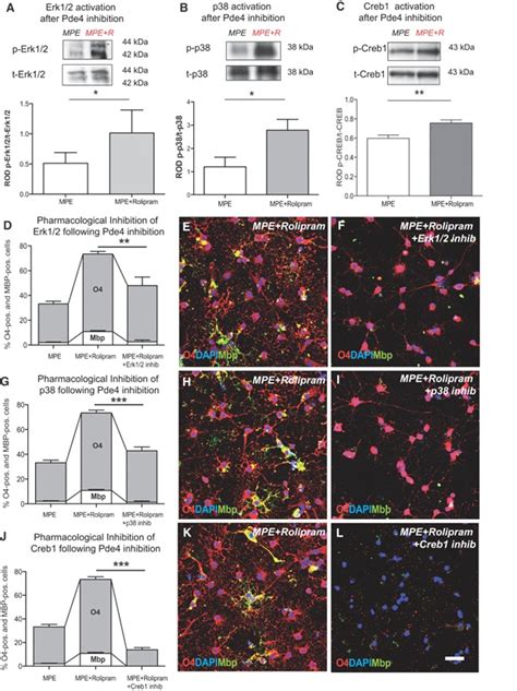 Inhibition Of Pde Primes Opcs And Promotes Opc Differentiation