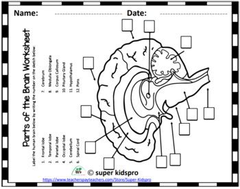 Label Parts Of The Brain Quiz Worksheets Library