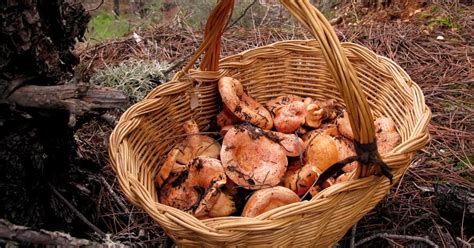 D Crypter Imagen Marmiton Recette Des Champignons Sanguins Fr