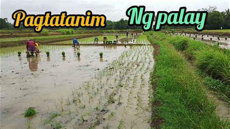 Pagtatanim Ng Palay Simpleng Buhay Sa Probinsya Youtube