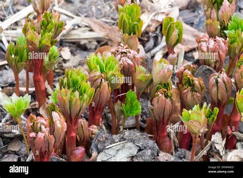 Shoots Of Growth Plants Shoots Peonies Peony Shoots Budding Stock