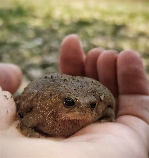 Desert Rain Frog Size