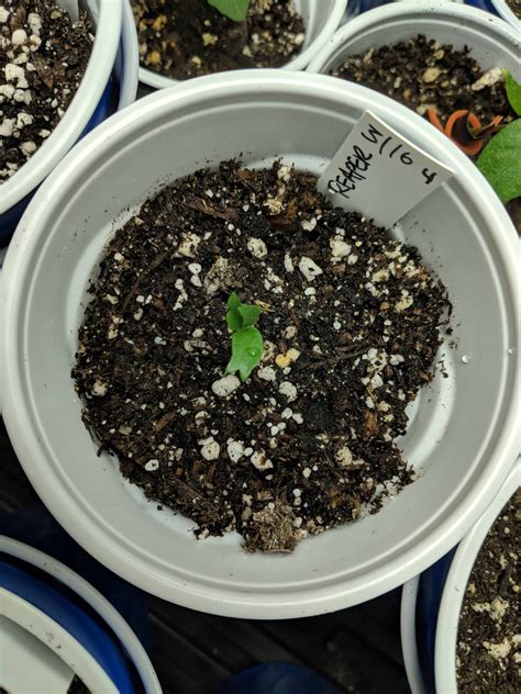 One Of My Carolina Reaper Seedlings Has 3 First Leaves Rhotpeppers