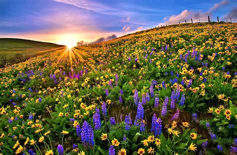 Colorful Flower Field, Field, Sun, Nature, Flower, HD wallpaper | Peakpx