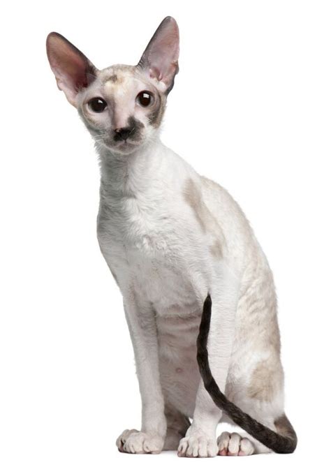 Cornish Rex Cat Information And Pictures Petguide Petguide