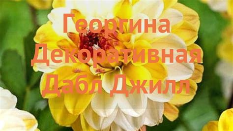 Георгина декоративная Дабл Джилл (double jill) 🌿 обзор: как сажать ...