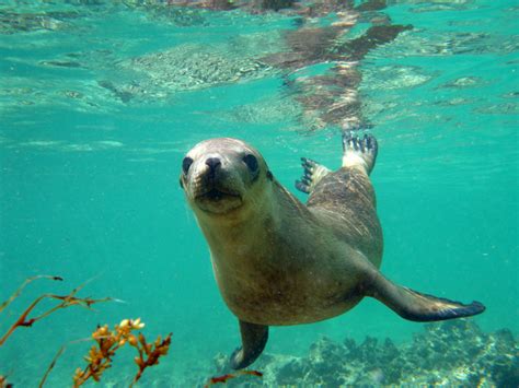 Swimming With Sea Lions Trial Approved Australian Seniors News