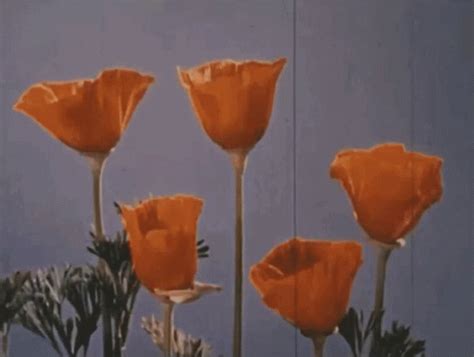 Orange Flowers Aesthetic | Best Flower Site