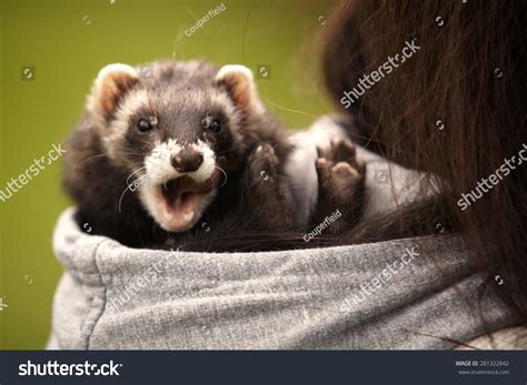 2,572 Ferret Happy Images, Stock Photos & Vectors | Shutterstock