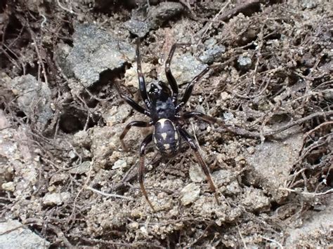 Steatoda lepida (Steatoda lepida) - Picture Insect