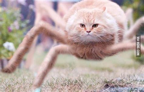 Spider cat does whatever a spidercat does. - 9GAG