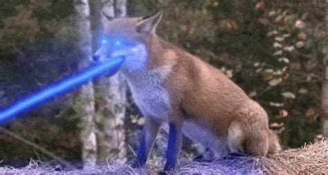 Imafiringmalaser Laser Beam GIF - Imafiringmalaser Laser Beam Fox ...