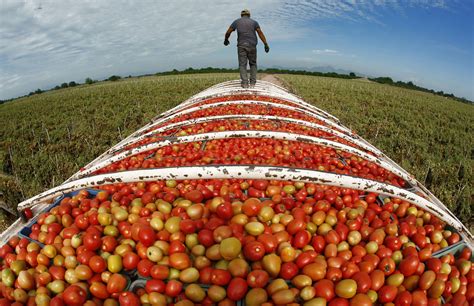 Product of Mexico: Hardship on Mexico's farms, a bounty for U.S. tables ...