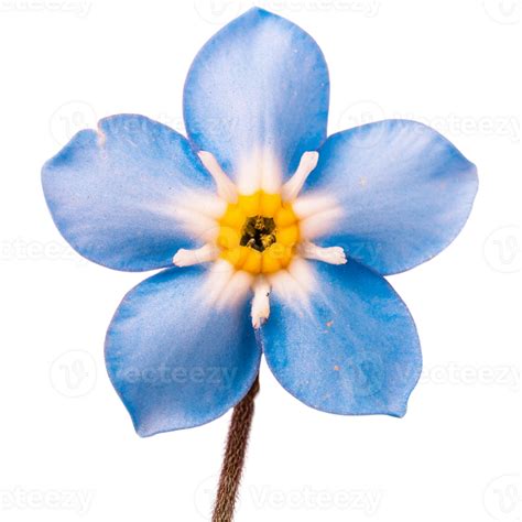 forget me not flower, transparent photo 44769191 PNG