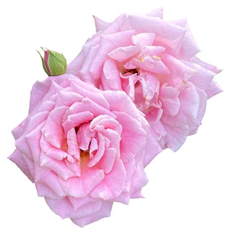 Rose Flower Plant Png Images Infoupdate Org