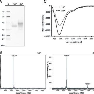 Biochemical And Biophysical Characterization Of The Phl P Derived