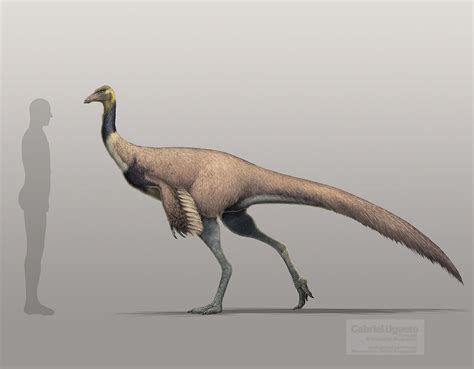 Ornithomimus Prehistoric Wiki Fandom