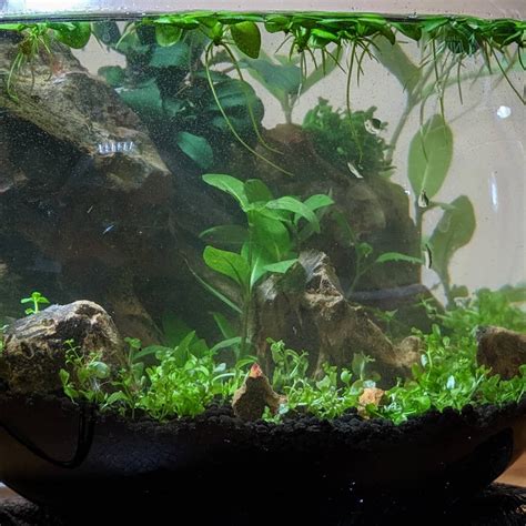 Best Low Light Aquarium Plants For Beginners Artofit