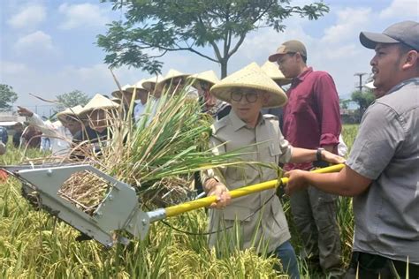 Teknik Pertanian Salibu Varietas Digdaya Bisa Jadi Solusi Swasembada