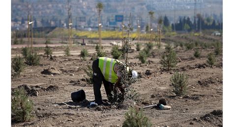 Fundación Aquae Combate La Pérdida De Masa Forestal Causada Por Los Incendios En España Iagua