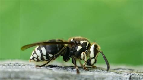 Bald Faced Hornets - A.N.T. Pest Control