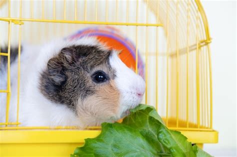 Premium Photo Guinea Pig Eating Lettuce Leaves Care About Pet