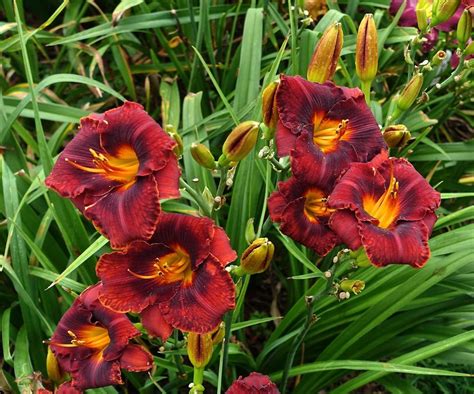 Daylily Hemerocallis Mahogany Magic In The Daylilies Database