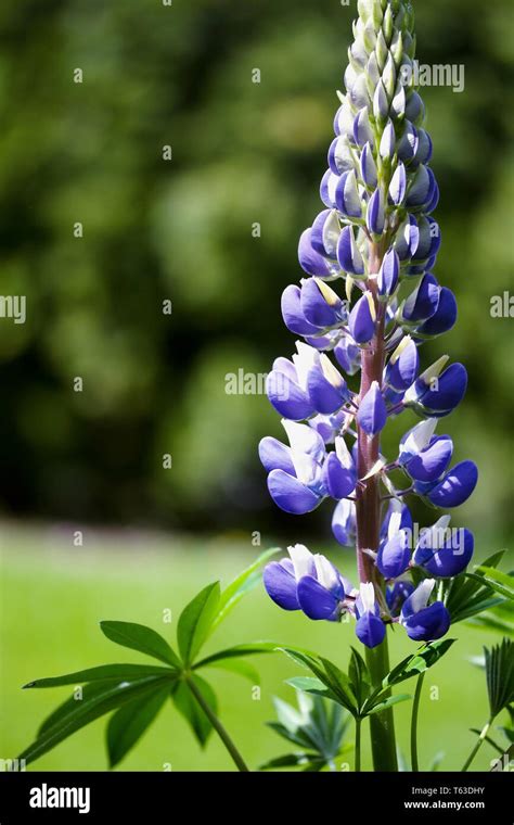 Lupinus Genus Hi Res Stock Photography And Images Alamy