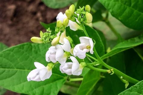 Premium Photo White Bean Flowers Grow On A Vegetable Farm Bean