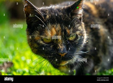 Piebald Cat Hi Res Stock Photography And Images Alamy