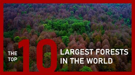 The Top Largest Forests In The World Youtube