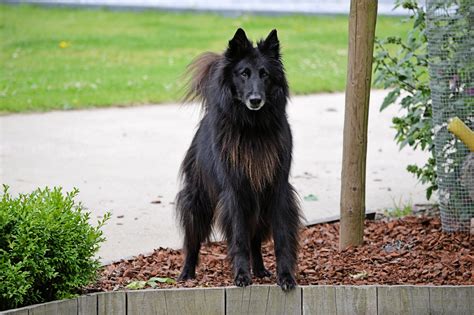 Sheep Dog Free Stock Photo - Public Domain Pictures