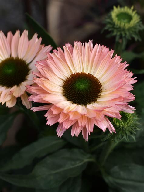 Two Pink Flowers With Green Leaves In The Foreground And Another Flower