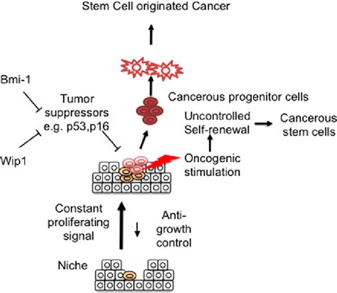 Model Of Generation Of Cancerous Stem Cells Under Cancerous Conditions Download Scientific