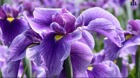 National Flower Of France Iris | Best Flower Site