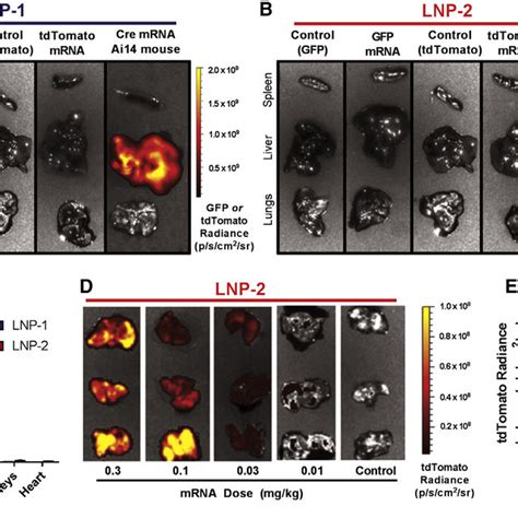 Ai14 Cre Mrna Mouse Model Description And Lipid Nanoparticle