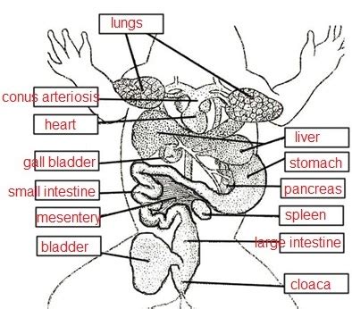 Frog Dissection Diagram Labeled Worksheet Wiring Site Resource