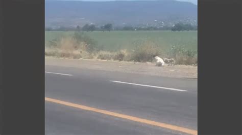 Abandonan A Un Perrito En Un Costal En Abasolo