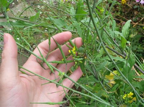 Mustard Seed Pod Green Edible Plants Wild Pinterest