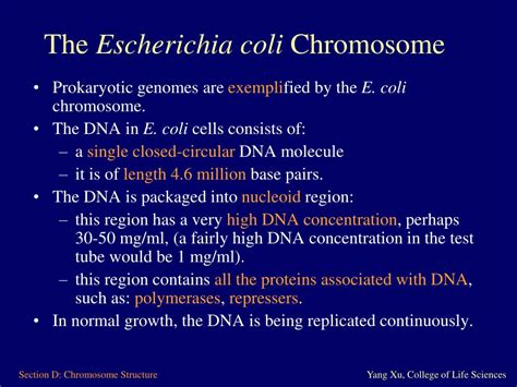 Ppt Section D Prokaryotic And Eukaryotic Chromosome Structure Powerpoint Presentation Id 4787895