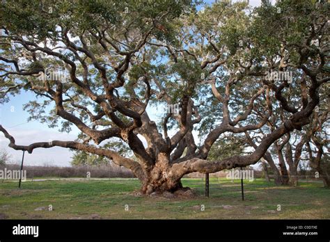 Goose Island State Park Big Tree