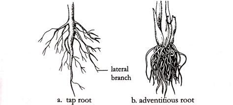 Different Types Of Roots And Their Modifications In Plants Online