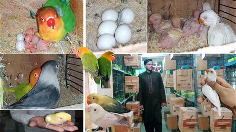 Love Birds Farming Business Idea In Pakistan Parrot Farming Business