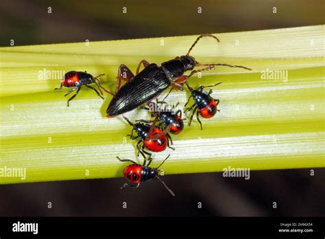 Black Stink Bug Hi Res Stock Photography And Images Alamy