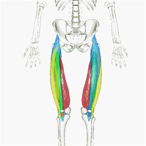 Quadriceps femoris muscle | Wiki | Everipedia