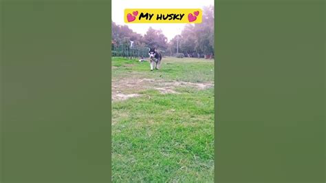 💕🔥💯my Husky Dog Viral Viralvideo Video Shorts Dog Youtube